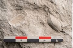 Foto (Detailansicht) von Trigonocarpus sp.  (NHMW-GEO-2024-0188-11150)